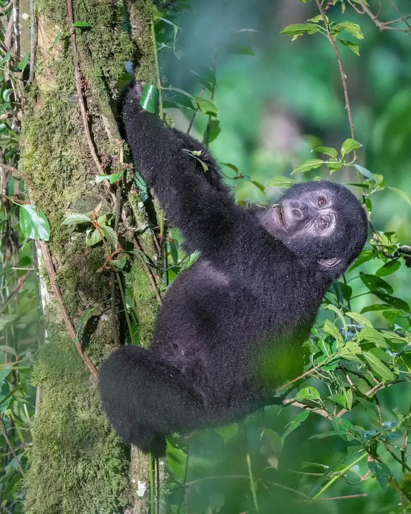 Young mountain gorilla climbing a tree trunk in Bwindi