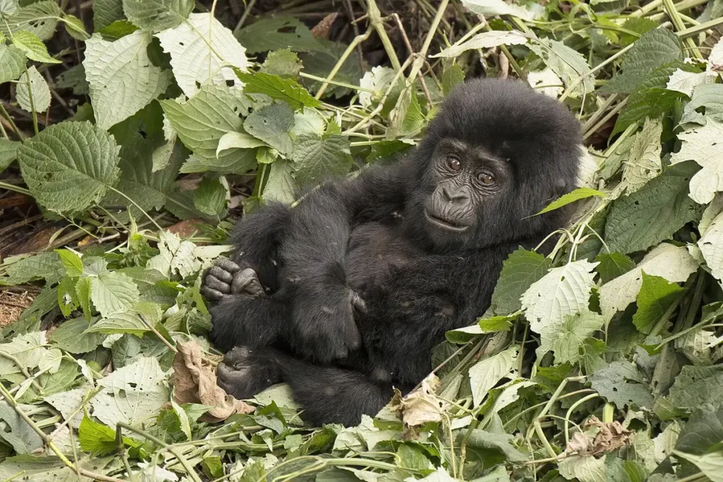 Two-year-old mountain gorilla of the Mubare group in Buhoma, Bwindi