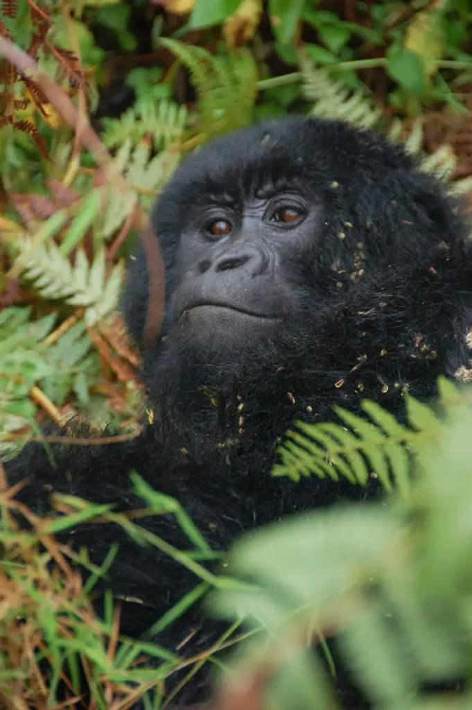 Young mountain gorilla peering through vegetation in Mgahinga