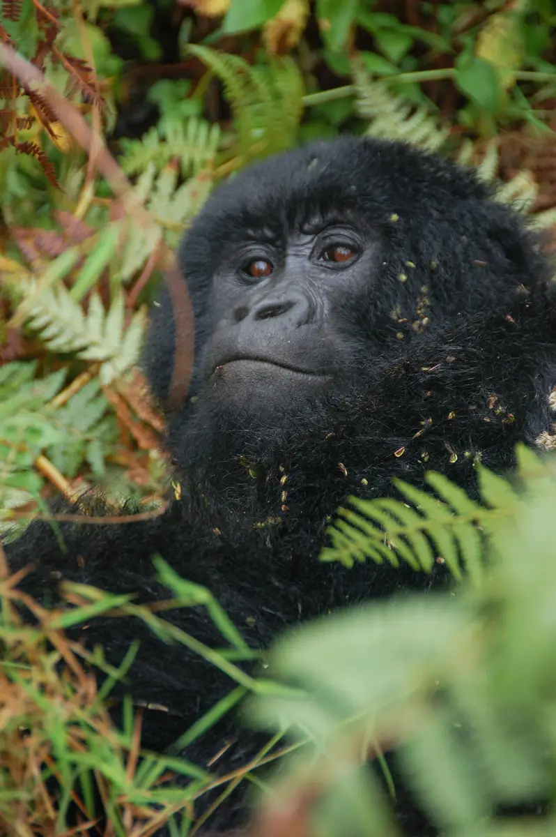 Young mountain gorilla peering through vegetation in Mgahinga